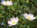 Photo of Rosehips