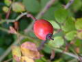 Photo of Rosehips