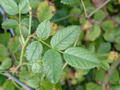 Photo of Rosehips