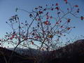 Photo of Rosehips