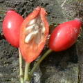 Photo of Rosehips