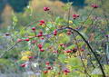 Photo of Rosehips