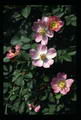 Photo of Rosehips