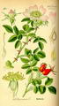 Photo of Rosehips