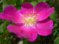 Photo of Rosehips