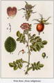 Photo of Rosehips