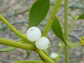 Foto von Mistletoe