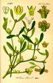 Foto von Mistletoe