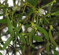 Foto von Mistletoe