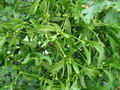 Foto von Mistletoe