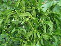 Foto von Mistletoe