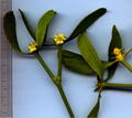 Foto von Mistletoe