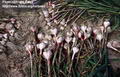 Garlic 的图片