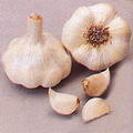 Garlic 的图片
