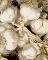Garlic 的图片