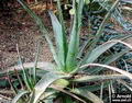 Foto von Aloe Vera