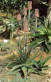 Foto von Aloe Vera