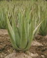 Foto von Aloe Vera
