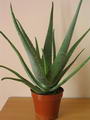 Foto von Aloe Vera