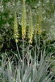 Foto von Aloe Vera