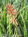 Foto von Aloe Vera