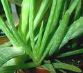 Foto von Aloe Vera