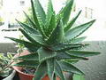 Foto von Aloe Vera