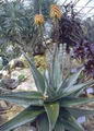 Foto von Aloe Vera