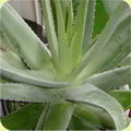 Foto von Aloe Vera