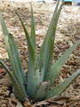 Foto von Aloe Vera