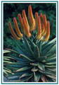 Foto von Aloe Vera