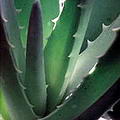 Foto von Aloe Vera