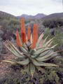 Foto von Aloe Vera