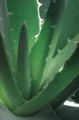 Foto von Aloe Vera