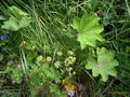 Photo of Lady's Mantle