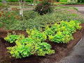 Photo of Lady's Mantle