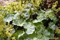 Photo of Lady's Mantle