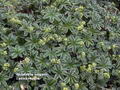 Photo of Lady's Mantle