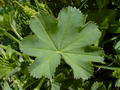 Photo of Lady's Mantle