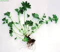 Photo of Lady's Mantle
