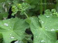 Photo of Lady's Mantle