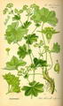 Photo of Lady's Mantle