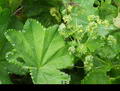 Photo of Lady's Mantle