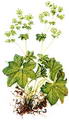 Photo of Lady's Mantle