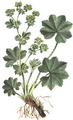 Photo of Lady's Mantle