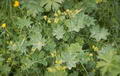 Photo of Lady's Mantle