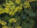 Photo of Lady's Mantle