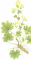 Photo of Lady's Mantle