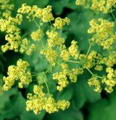 Photo of Lady's Mantle